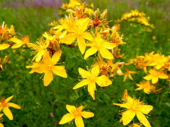 St. John's wort