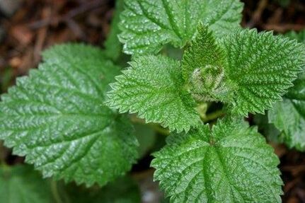 Nettle helps to improve capacity and strengthen libido