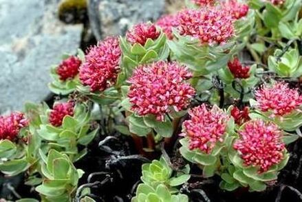 Rodiola is preparing to increase the potential of pink tincture